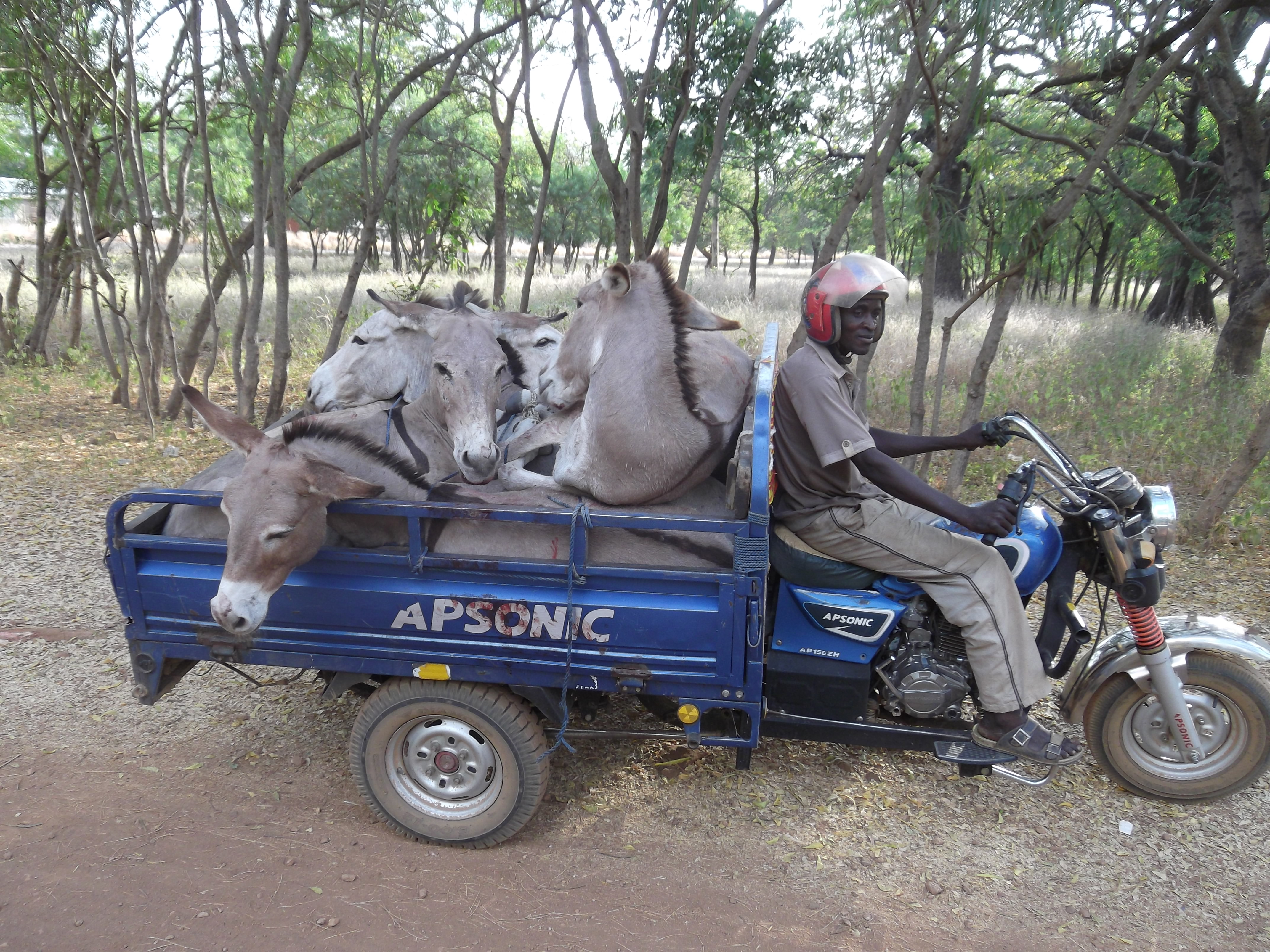 How many donkeys can you load into a Moto-king?
